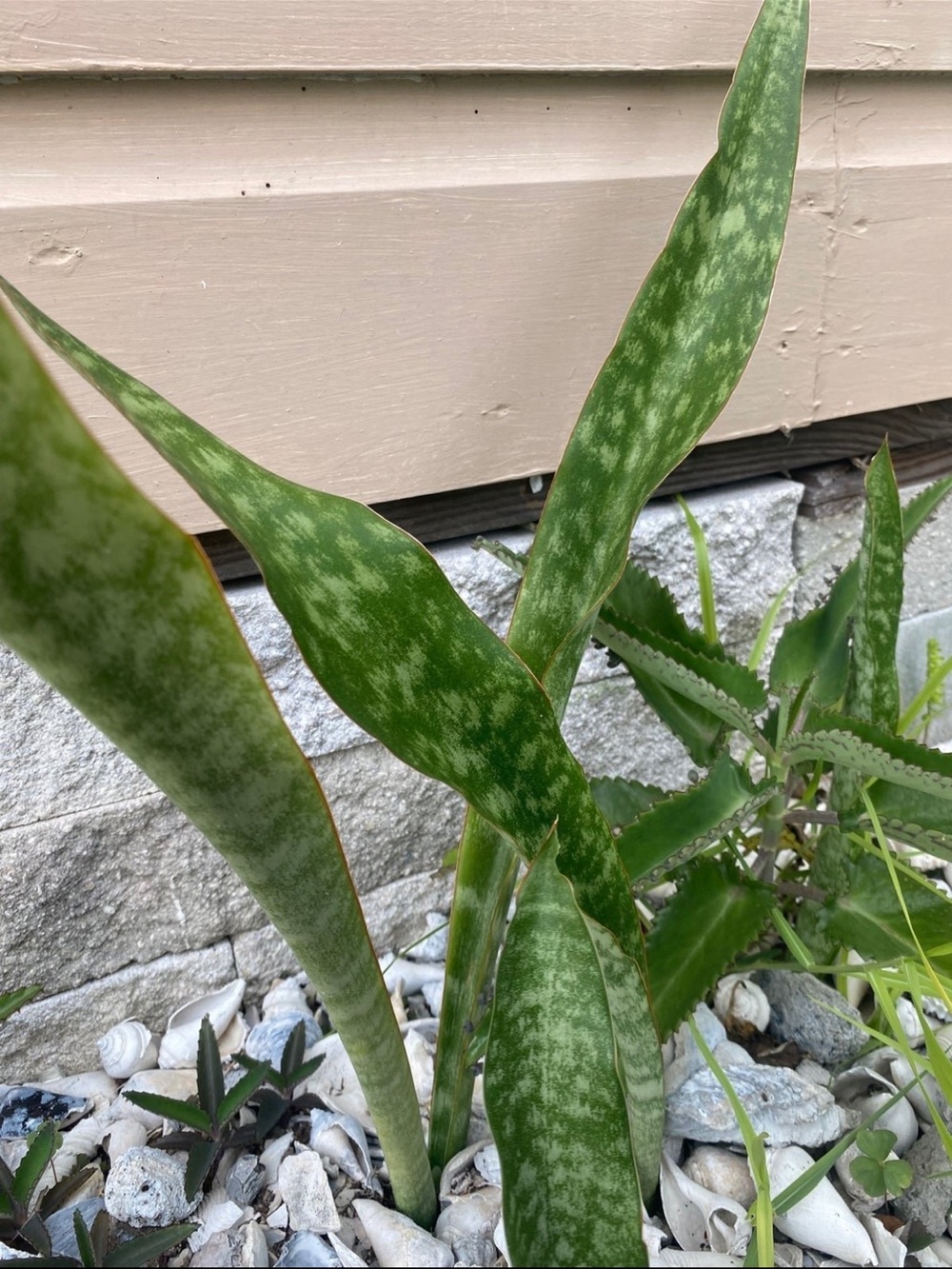 15 Snake Plants Cuttings Unrooted from live plant each 3” /Bundle